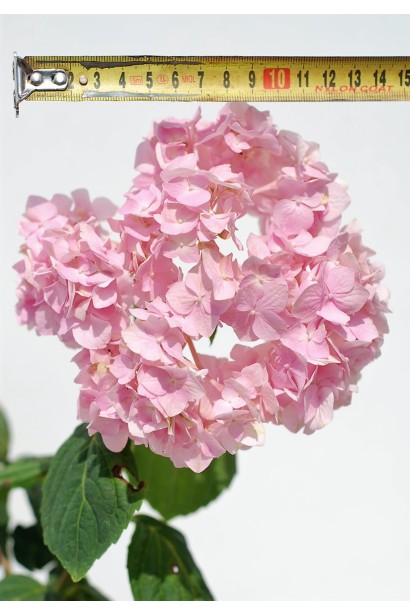 Гортензія Букет Троянд розмір квіки