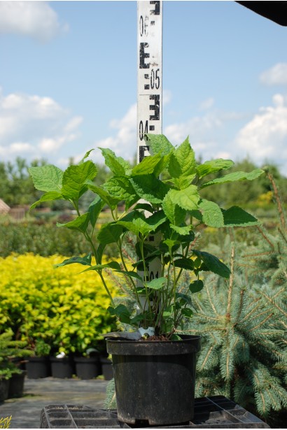 Гортензія садова Букет Троянд горщик 3 л 30-40 см