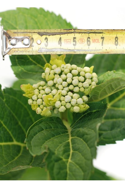 Гортензія Blue Sky розпускання квітки