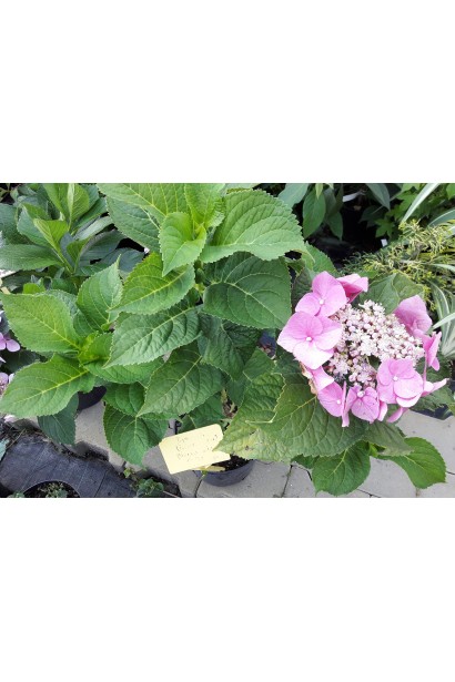 Hydrangea macrophylla Blaumeise