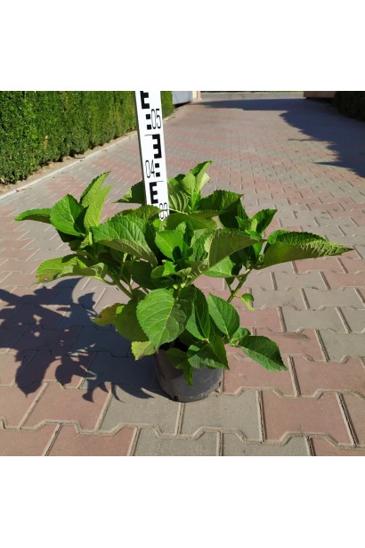 Гортензія  Блаумайс в горщику 3 л 30-40 см