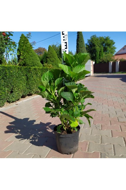 Гортензія  Блаумайс контейнер 5 л 50-70 см