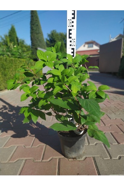 Гортензія Мега Мінді контейнер 5 л 40-50 см