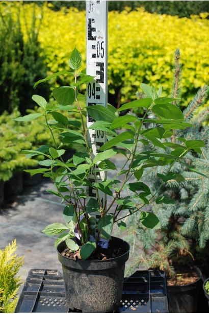 Гортензія  Мега Мінді саджанець в горщику