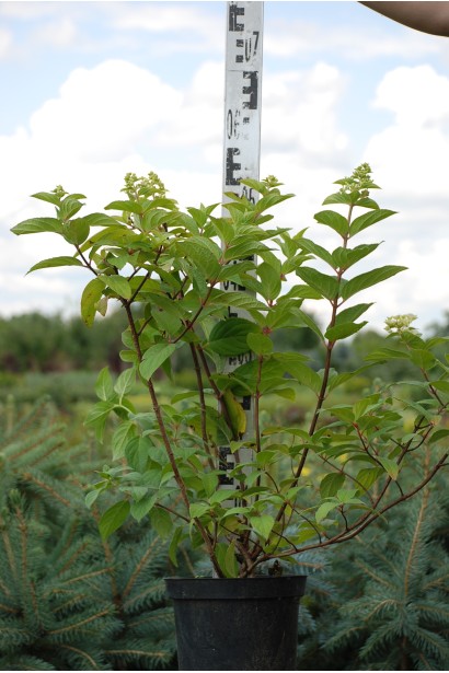 Гортензія Мега Мінді в горщику 45-55 см