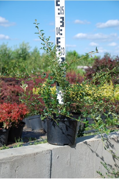 Кизильник гибридный Скогольм 30-40 см