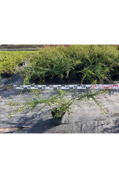 Кизильник Даммера Скогольм диаметр 100-120 см