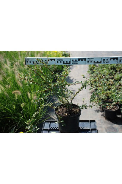 Кизильник Скогольм саженец С3 диаметр 40-50 см