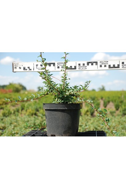 Кизильник Даммера Ейхольц  діаметр 30-40 см