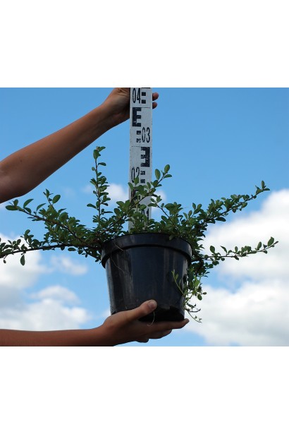 Кизильник Даммера Ейхольц  в контейнері 3 л висота 20-25 см