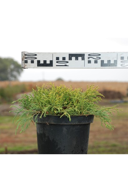 Кипарисовик Сунголд діаметр крони 20-30 см