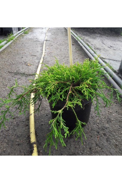 Кипарисовик Санголд зелений колір хвої в тіні