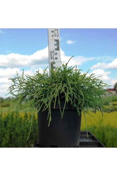 Кипарисовик Санголд контейнер 3 л висота 10-15 см