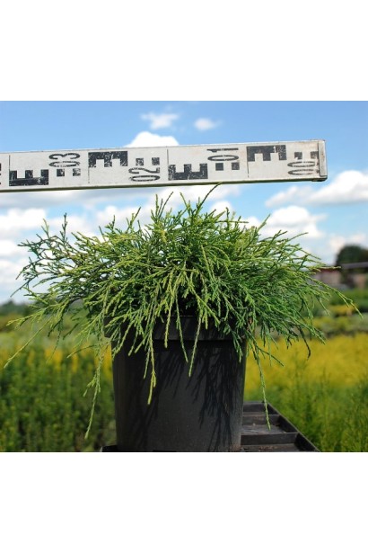 Кипарисовик Санголд контейнер 3 л діаметр 30-40 см