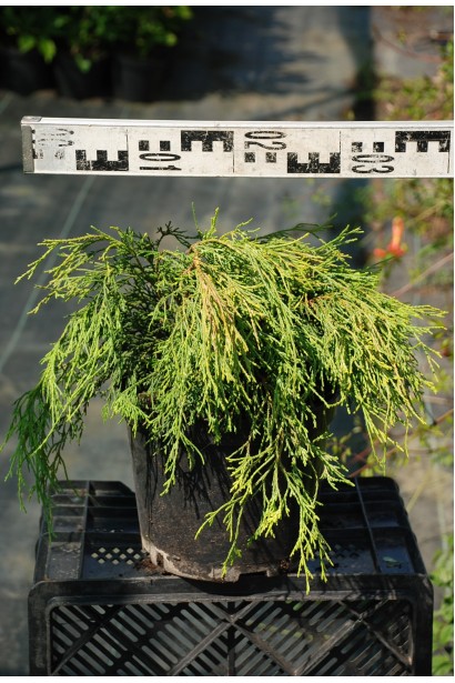 Кипарисовик Санголд в горщику 3 л