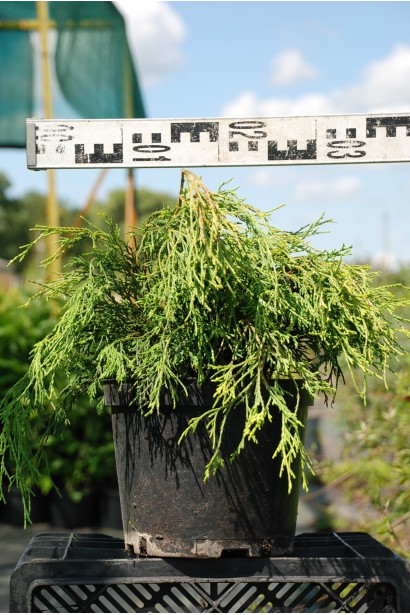 Chamaecyparis pisifera Sungold