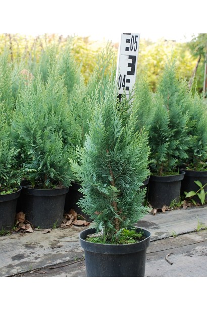 Кипарисовик Лавсон Алюми в горшке 3 л