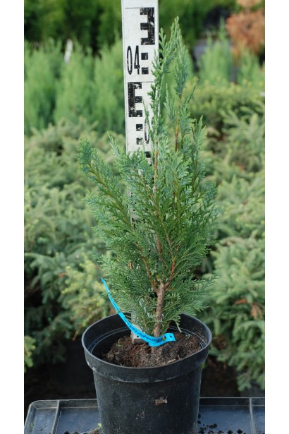 Кипарисовик Лавсон Элюми 40-50 см