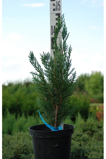 Кипарисовик Лавсон Элюми контейнер 3 л 40-50 см