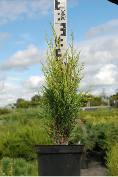 Купрессоципарис Лейланда Блю Джинс в горщику 3 л  30-40 см