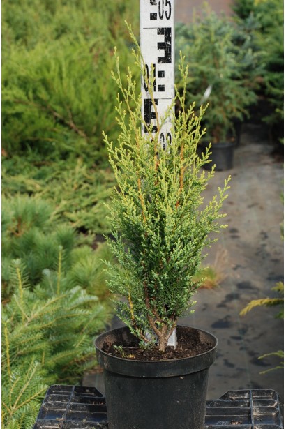 Купрессоципарис Блю Джинс саджанець С3 30-40 см