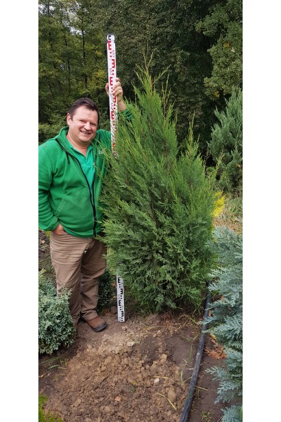 Купрессоципарис Лейланда Блю Джинс 180-200 см