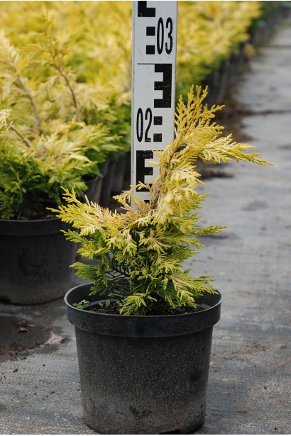 Купрессоципарис Голд Райдер в горщику 3 л 20-30 см