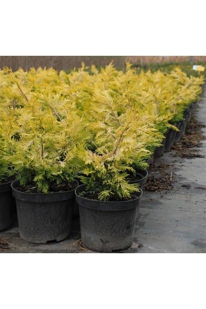 Кипарисовик Gold Rider саджанці в садовому центрі