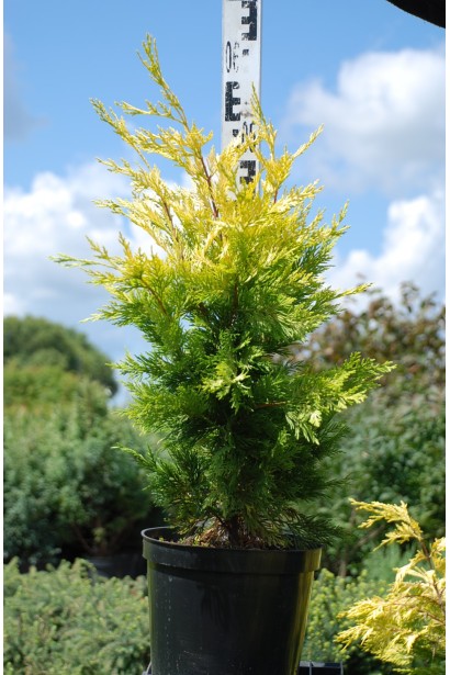 Кипарис Голд Райдер в горщику 3 л 40-50 см