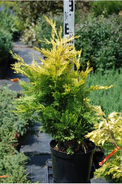 Кипарисовик Лейланда Голд Райдер 50-60 см