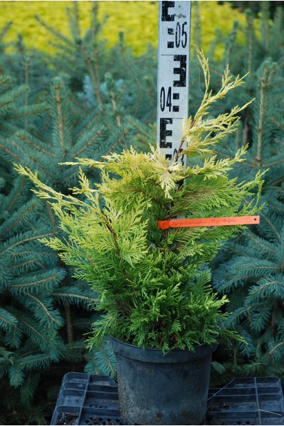 Кипарис Голд Райдер саджанець С3 30-40 см