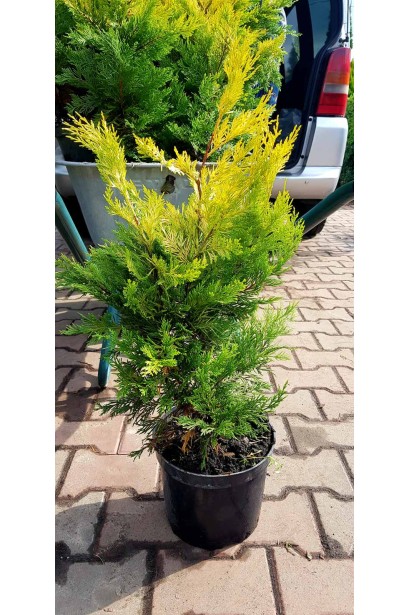 Кипарис Голд Райдер в контейнері