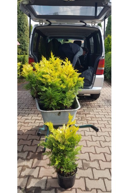 Купрессоципарис Голд Рідер жовто-золотиста хвоя