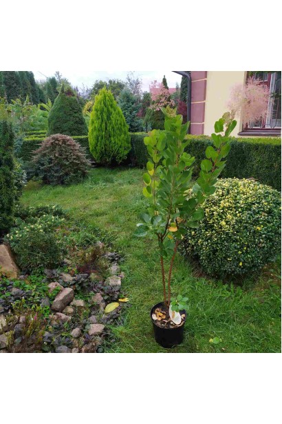 Скумпія шкіряна в літньому саду