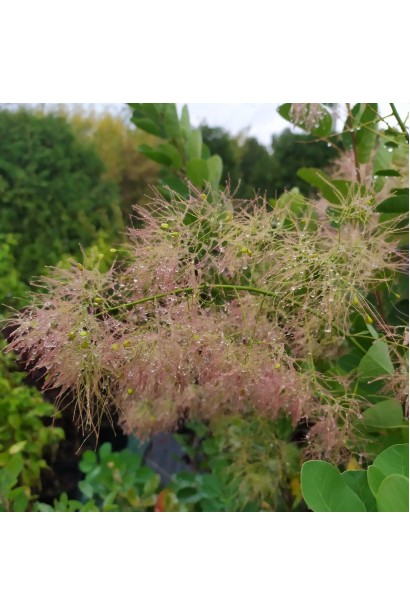 Скумпія шкіряста Янг Леді