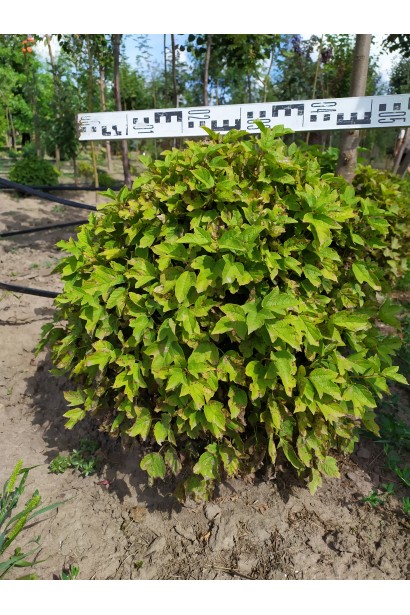 Калина червона Нанум діаметрк крони 45-55 см