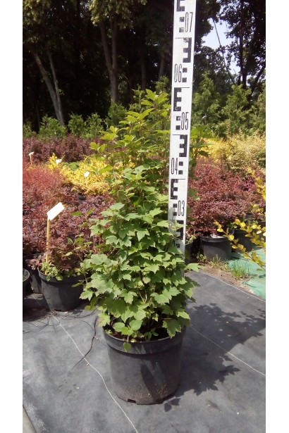 Калина звичайна Нанум в горщику 3 л 30-40 см