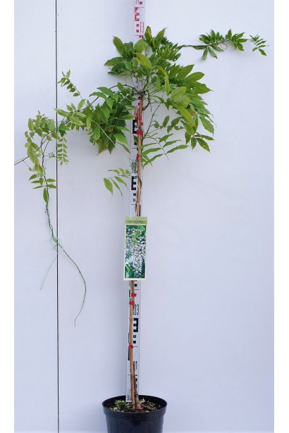 Вистерия/глициния Pink Ice саженец в контейнере