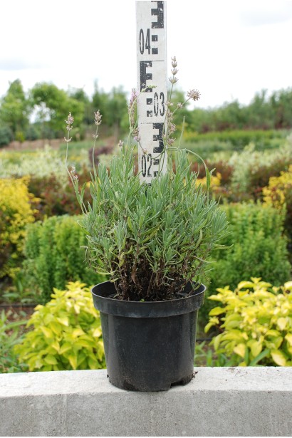 Лаванда узколистная Розеа в горшочке 3 л 15-20 см
