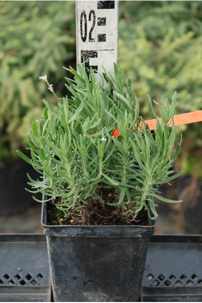 Лаванда узколистная Розеа саженец Р9 10-15 см