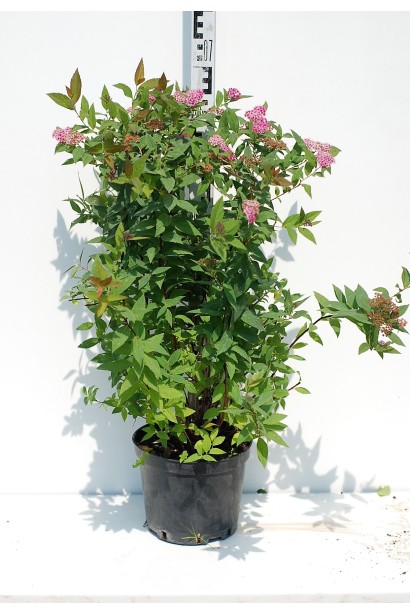 Спірея японська Дартс Ред - 3-5л/70см/30-40см