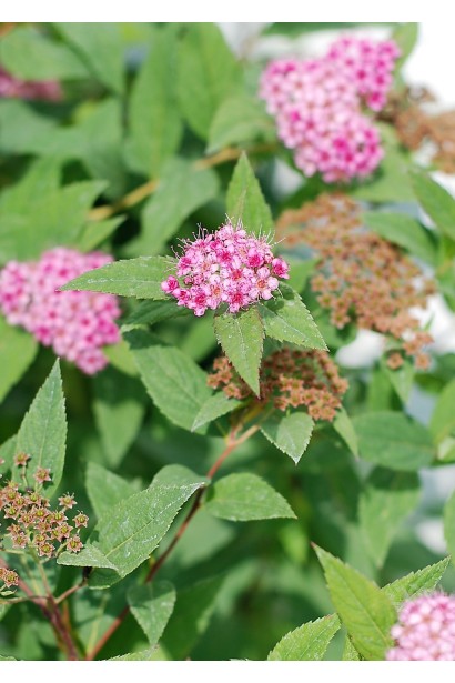 Насичені квіти і зелено-червоне листя спіреї Дартс Ред.