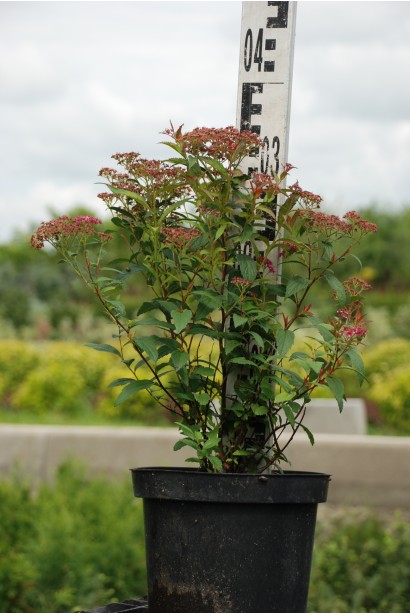 Спірея японська Дартс Ред