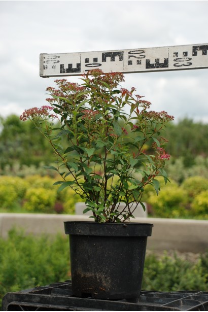 Спірея японська Дартс Ред | Спирея японская Дартс Ред | Spiraea japonica Darts Red