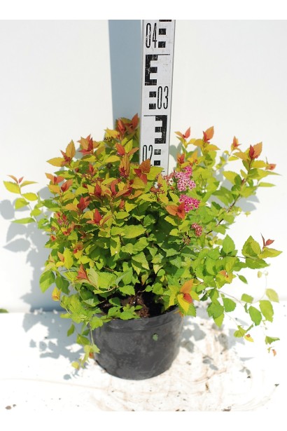 Спірея японська Меджик Карпет®/Вальбума®