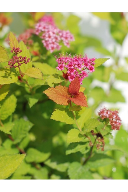 Кущ Magic Carpet® із яскравими рожевими суцвіттями.