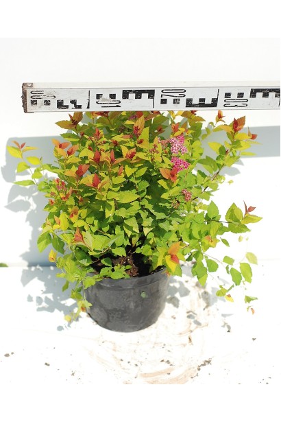 Spiraea japonica Magic Carpet ®/Walbuma®