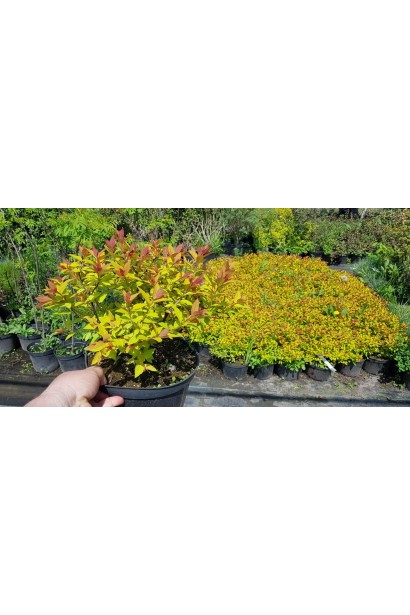 Низькоросла спірея Меджик Карпет® із декоративним листям.