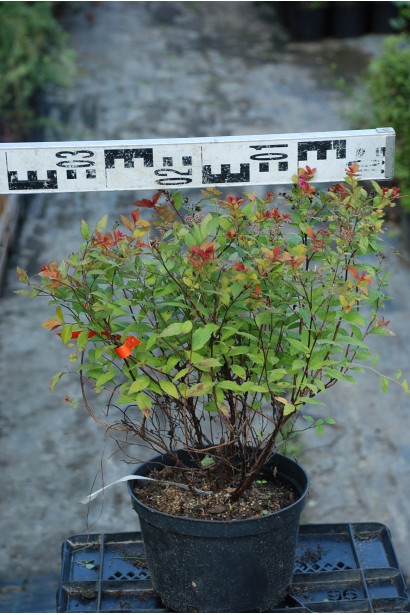 Спірея японська Меджик Карпет®/Вальбума®