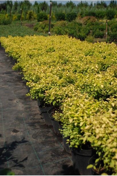 Листя спіреї Magic Carpet® створює враження килима.